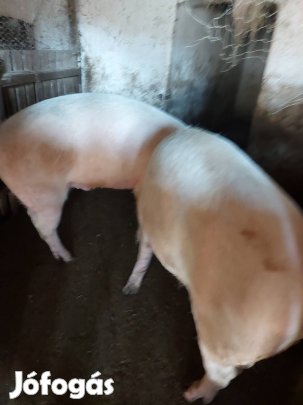 Hús jellegű hízó sertés