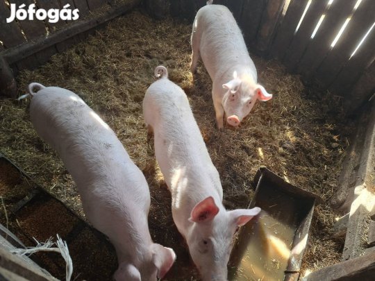 Húsdisznó Nagymagyar fehér