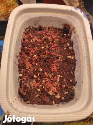 Húsevő növény mag