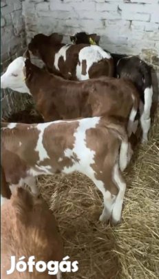 Húshasznú bika borjak