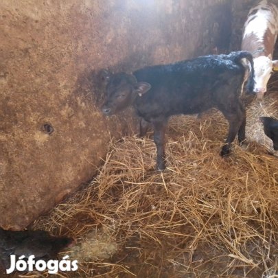 Húshasznú bika borjú