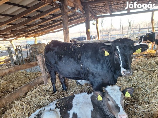 Húshasznú üsző borju