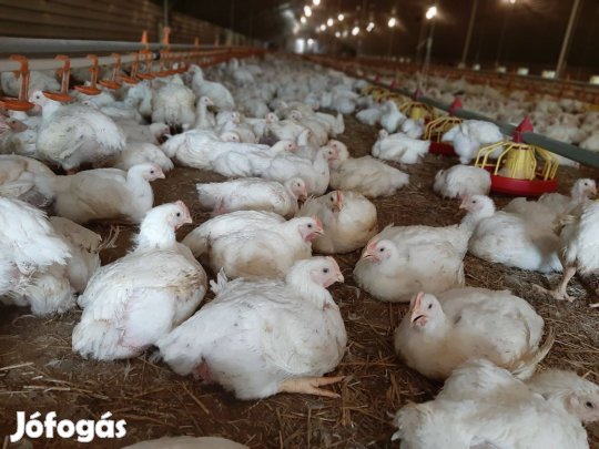 Húshibrid, 5 hetes, vágni való broiler csirke eladó (előjegyzendő)