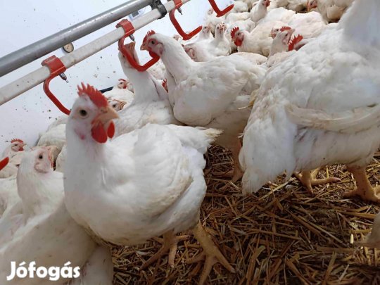 Húshibrid csirke