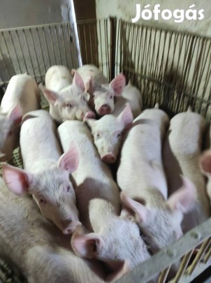 Húsjelegű 16 darab malac eladó!