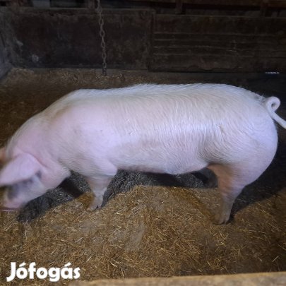 Húsjellegű hízó eladó
