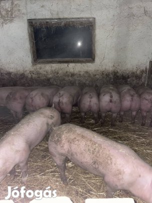 Húsjellegű hízó eladó 