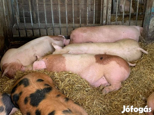 Húsjellegű hízósertések eladók Mélykútról!