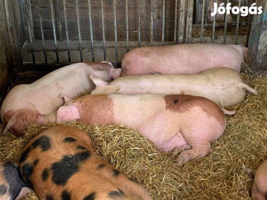 Húsjellegű hízósertések eladók Mélykútról! (Bács-Kiskun vármegye)