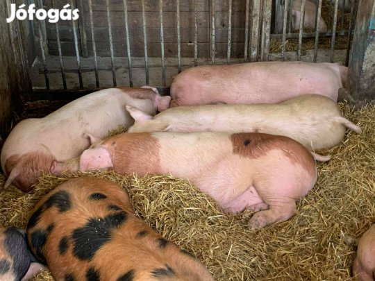 Húsjellegű hízósertések eladók Mélykútról! (Bács-Kiskun vármegye)