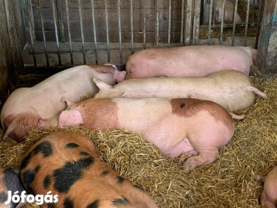 Húsjellegű hízósertések eladók Mélykútról! (Bács-Kiskun vármegye)