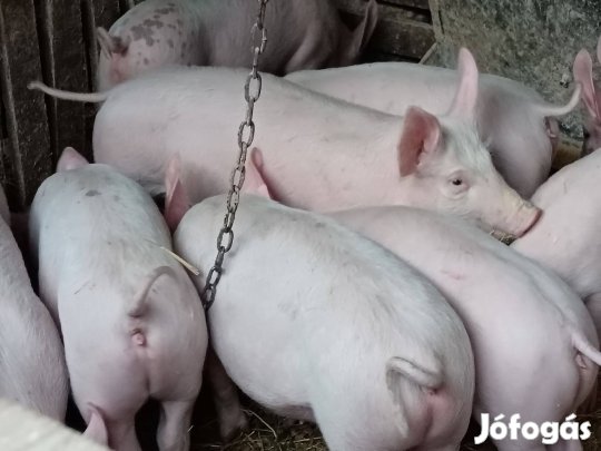 Húsjellegű malacok eladó
