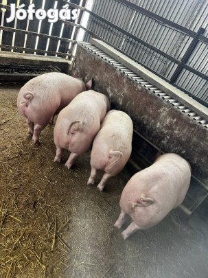 Húsjellegű süldők