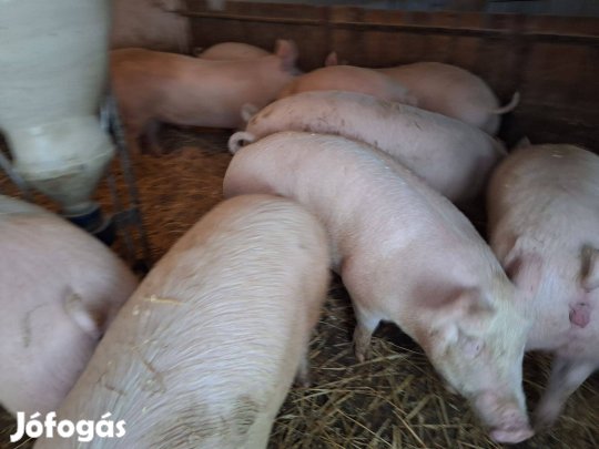 Húsvéti Akció! Szép hízók!