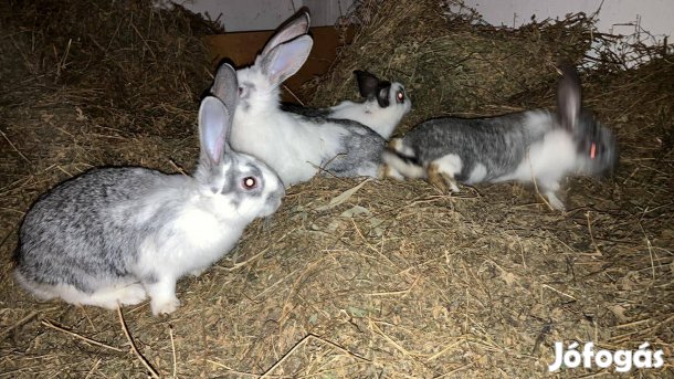Húsvéti Kisnyulak eladók Győrben húsvétra visszahozatali lehetőséggel