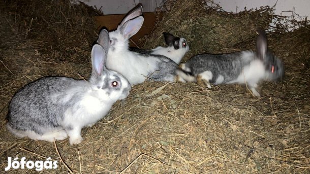 Húsvéti Kisnyulak eladók Győrben húsvétra visszahozatali lehetőséggel