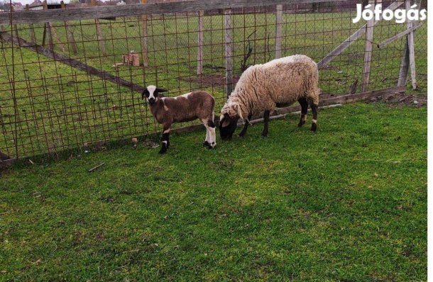 Húsvéti bárány eladó