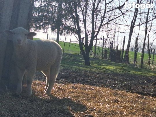 Húsvéti bárány-hús