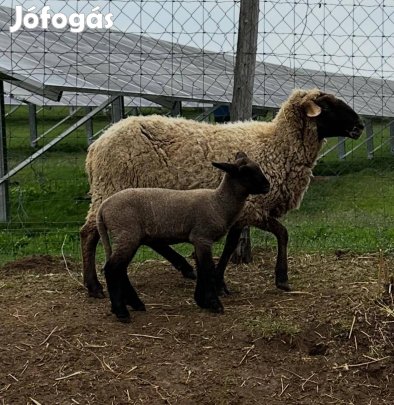 Húsvéti bárányok