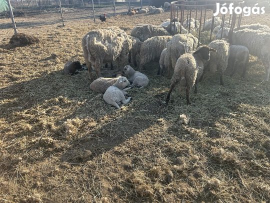 Húsvéti bárányok