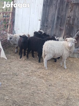 Húsvéti bárányok 