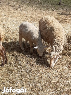 Húsvéti bárányok eladók