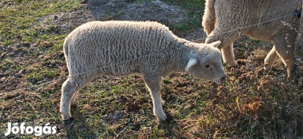 Húsvéti bárányok eladók Sződön!