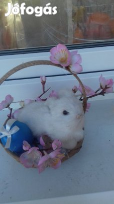 Húsvéti élethű dekoráció kisnyuszi kosárba