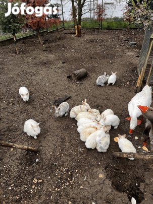 Húsvéti fehér nyúl eladó