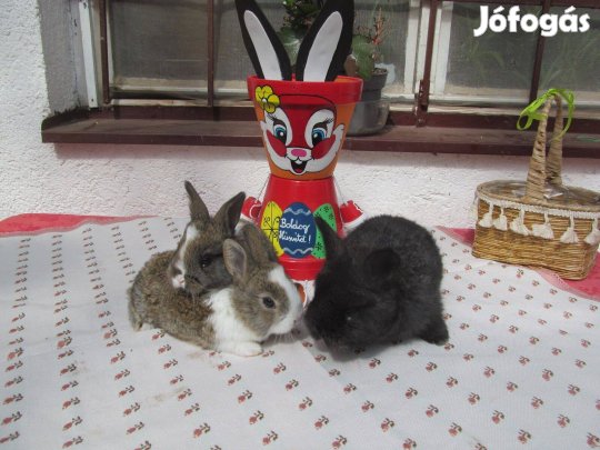Húsvéti kis nyúl eladó visszafogadással is
