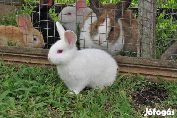 Húsvéti kisnyúlak eladók