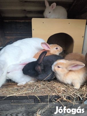 Húsvéti kiss Nyuszik