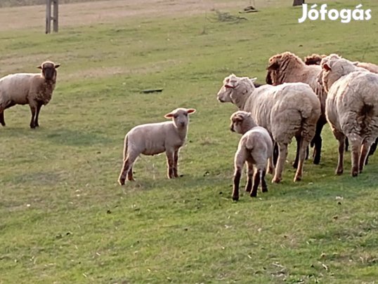 Húsvéti kos bárányok eladók