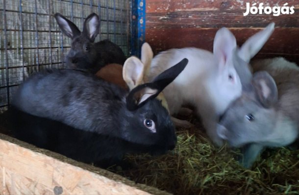 Húsvéti nyúl! Bérelj nyulat!