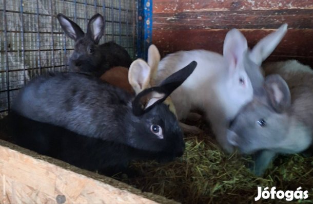 Húsvéti nyúl! Bérelj nyuszit!