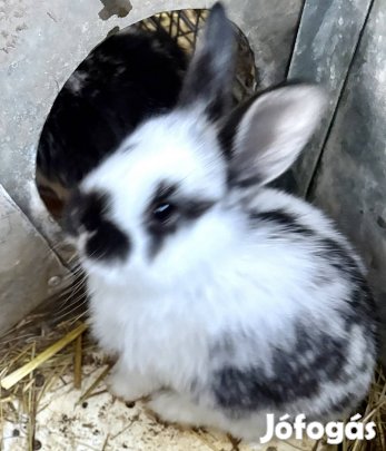Húsvéti nyúl , nyuszi eladó 