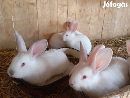 Húsvéti nyúl eladó
