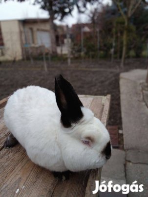 Húsvéti nyúl eladó Siófokon