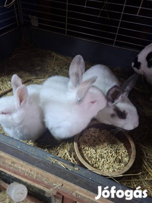 Húsvéti nyúl eladó!