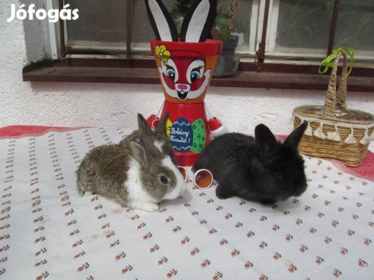 Húsvéti nyúl eladó! Siófok