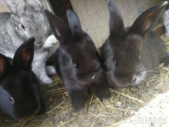 Húsvéti nyul nyulak