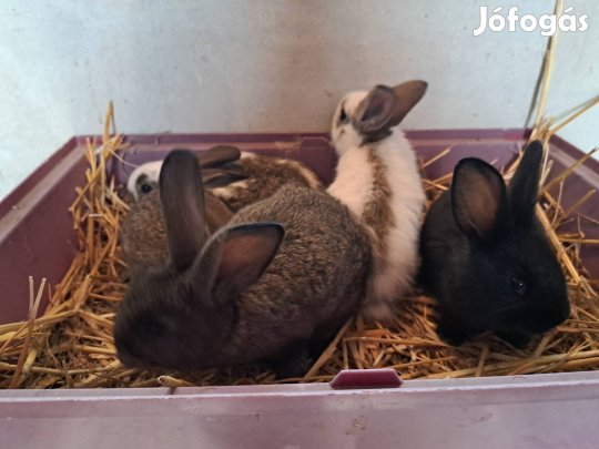 Húsvéti nyúl nyuszi