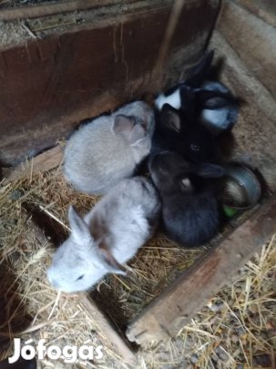 Húsvéti nyúl nyuszi nyulak