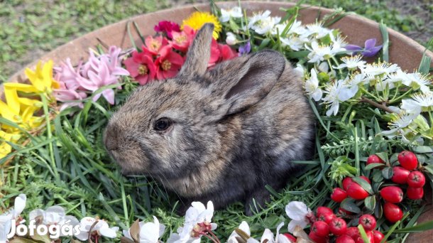 Húsvéti nyuszi, nyúl