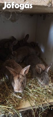 Húsvéti nyuszi eladó