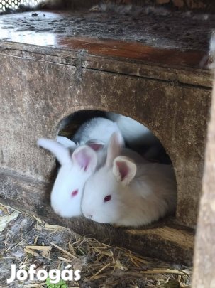 Húsvéti nyuszi eladó