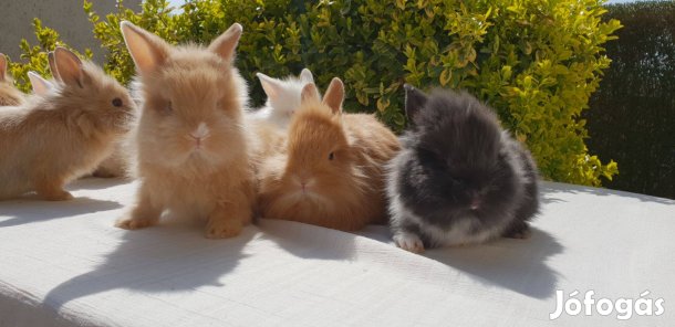 Húsvéti nyuszi eladó