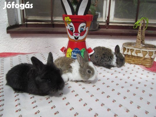 Húsvéti nyuszi eladó! Siófok
