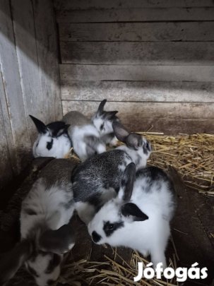 Húsvéti nyuszik eladók