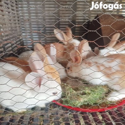 Húsvéti nyuszik eladók